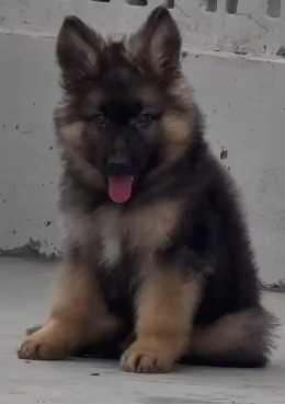 German Shepherd For Sale In Agra
