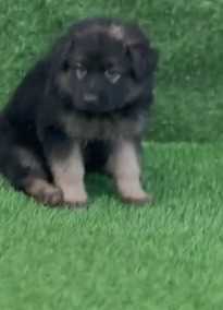 German Shepherd For Sale In Agra