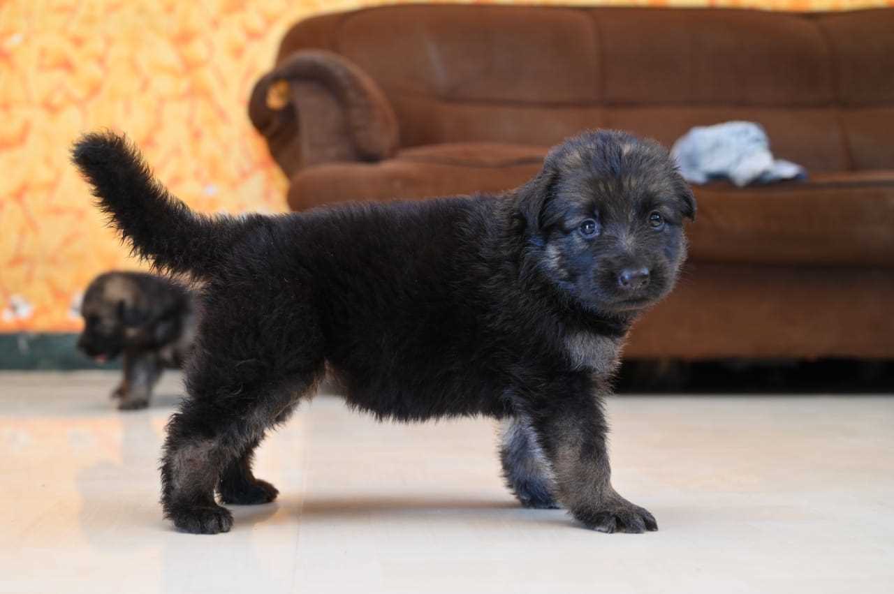 German Shepherd For Sale In Agra