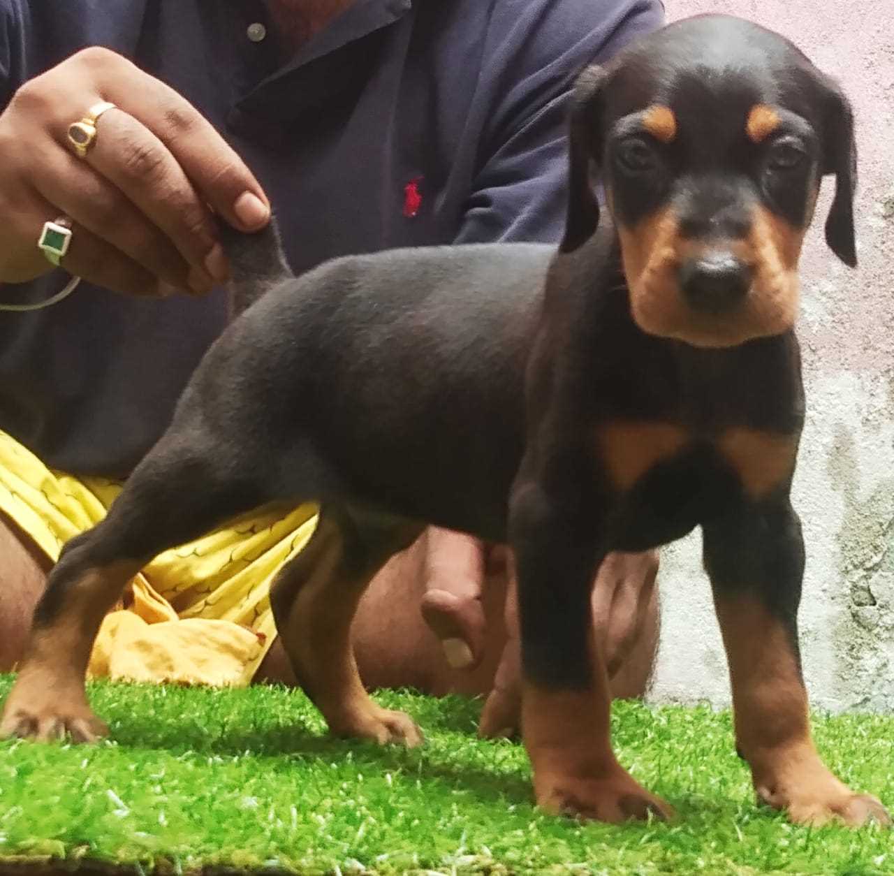 Doberman For Sale In Lucknow