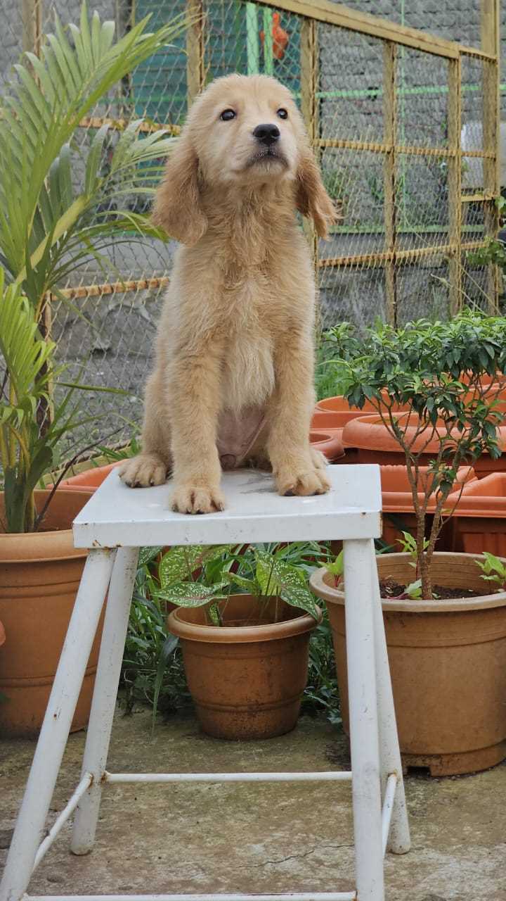 Golden Retriever For Sale In Dehradun