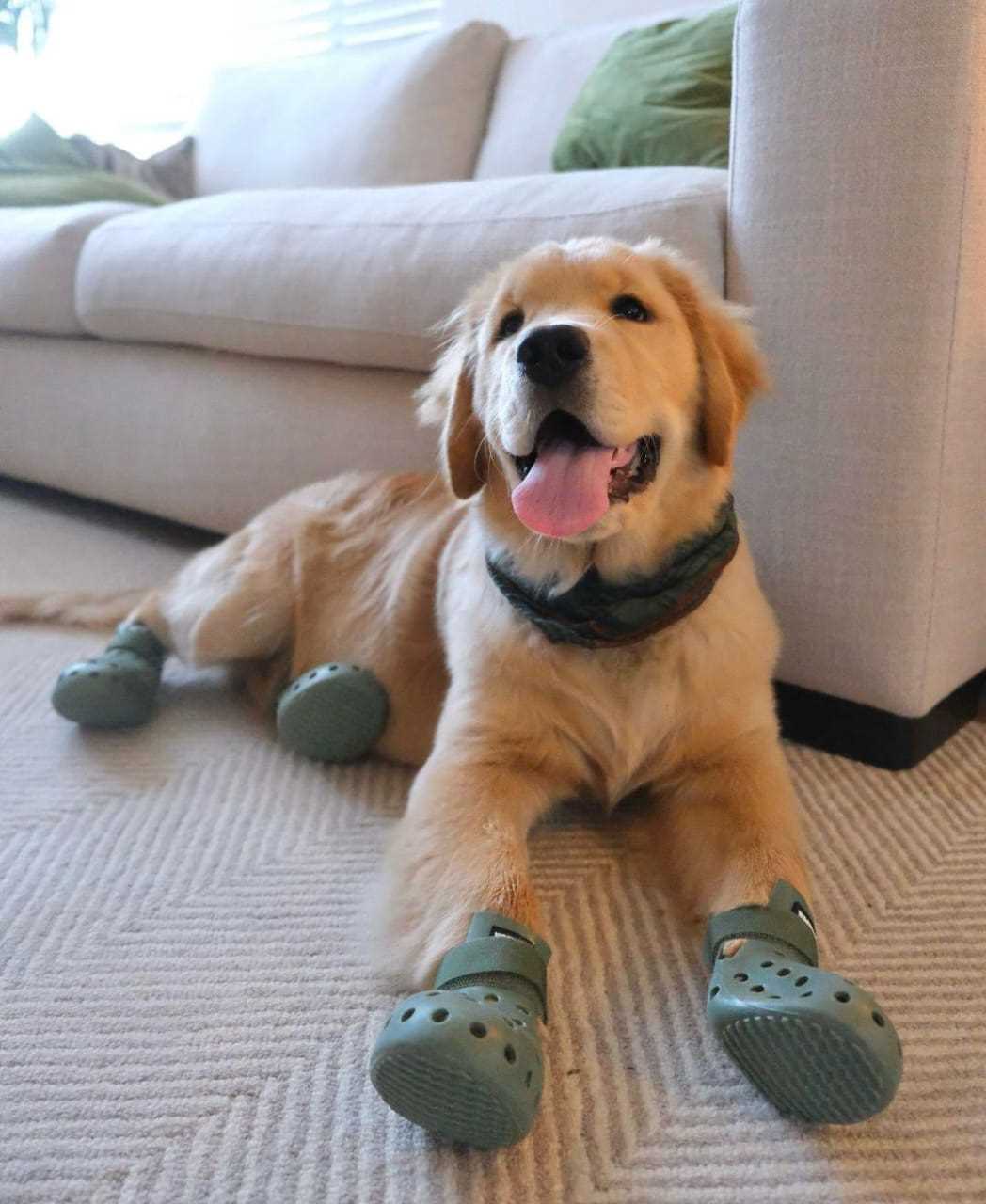 Golden Retriever For Sale In Dehradun