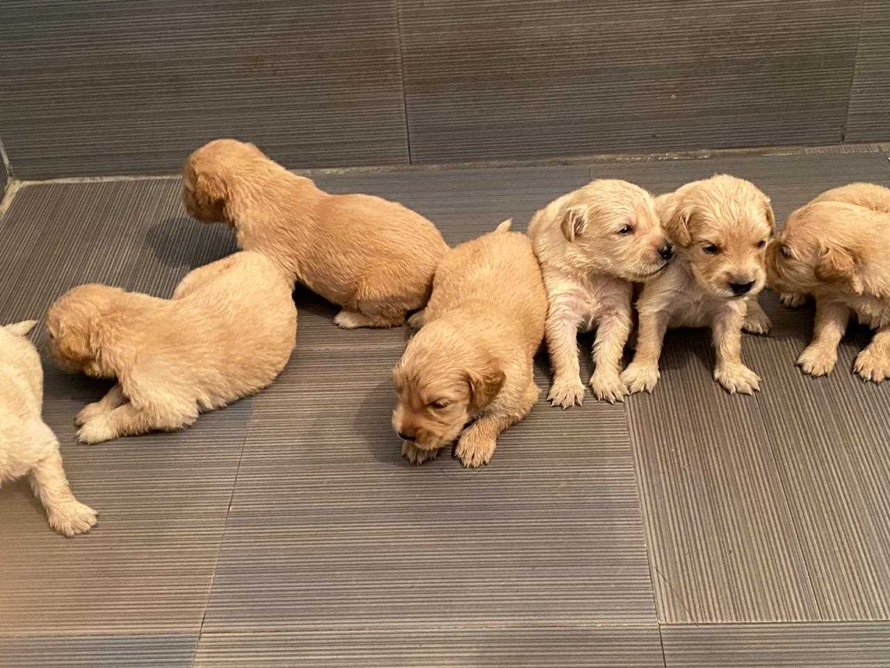 Golden Retriever For Sale In Dehradun