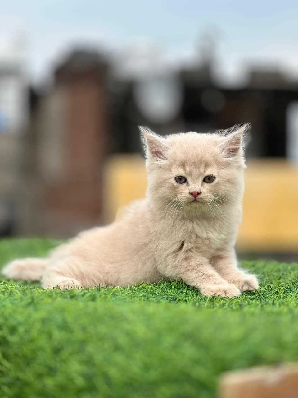 Persian For Sale In Margao