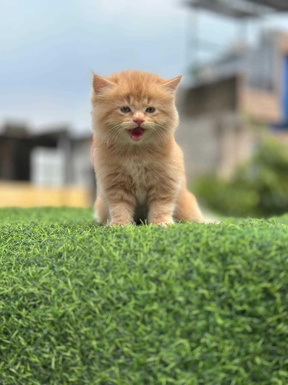 Persian For Sale In Margao