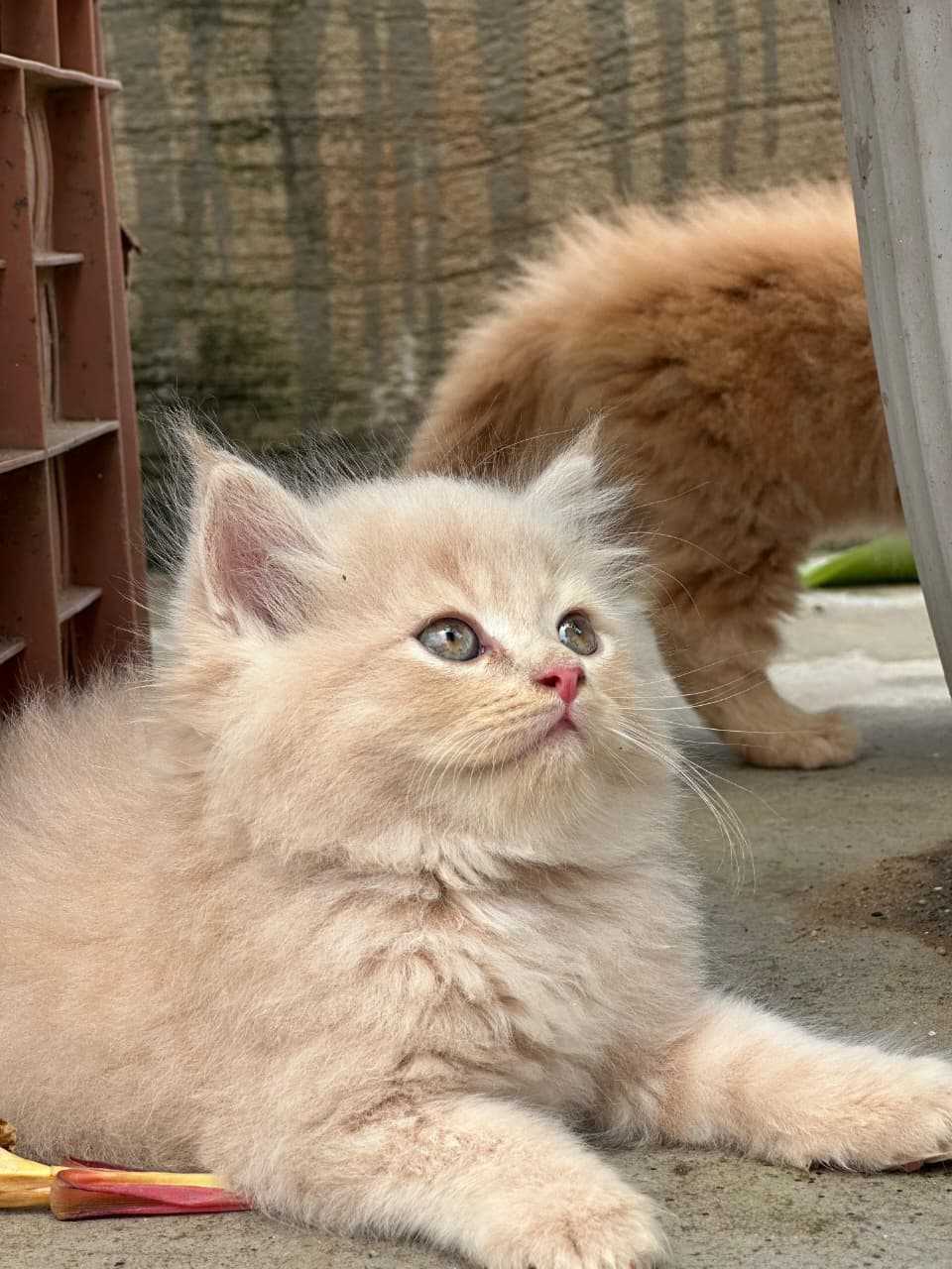 Persian For Sale In Margao