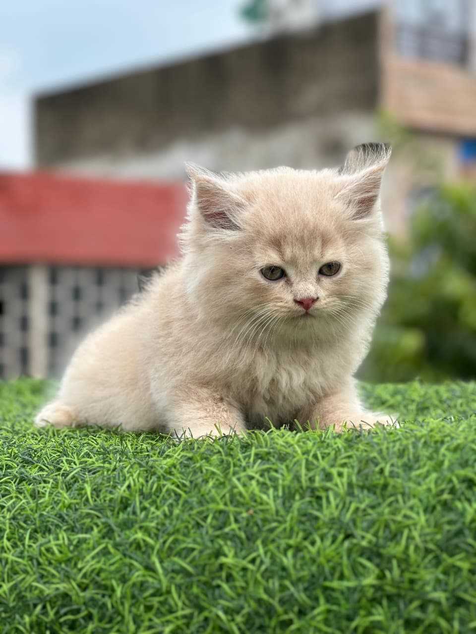 Persian For Sale In Margao