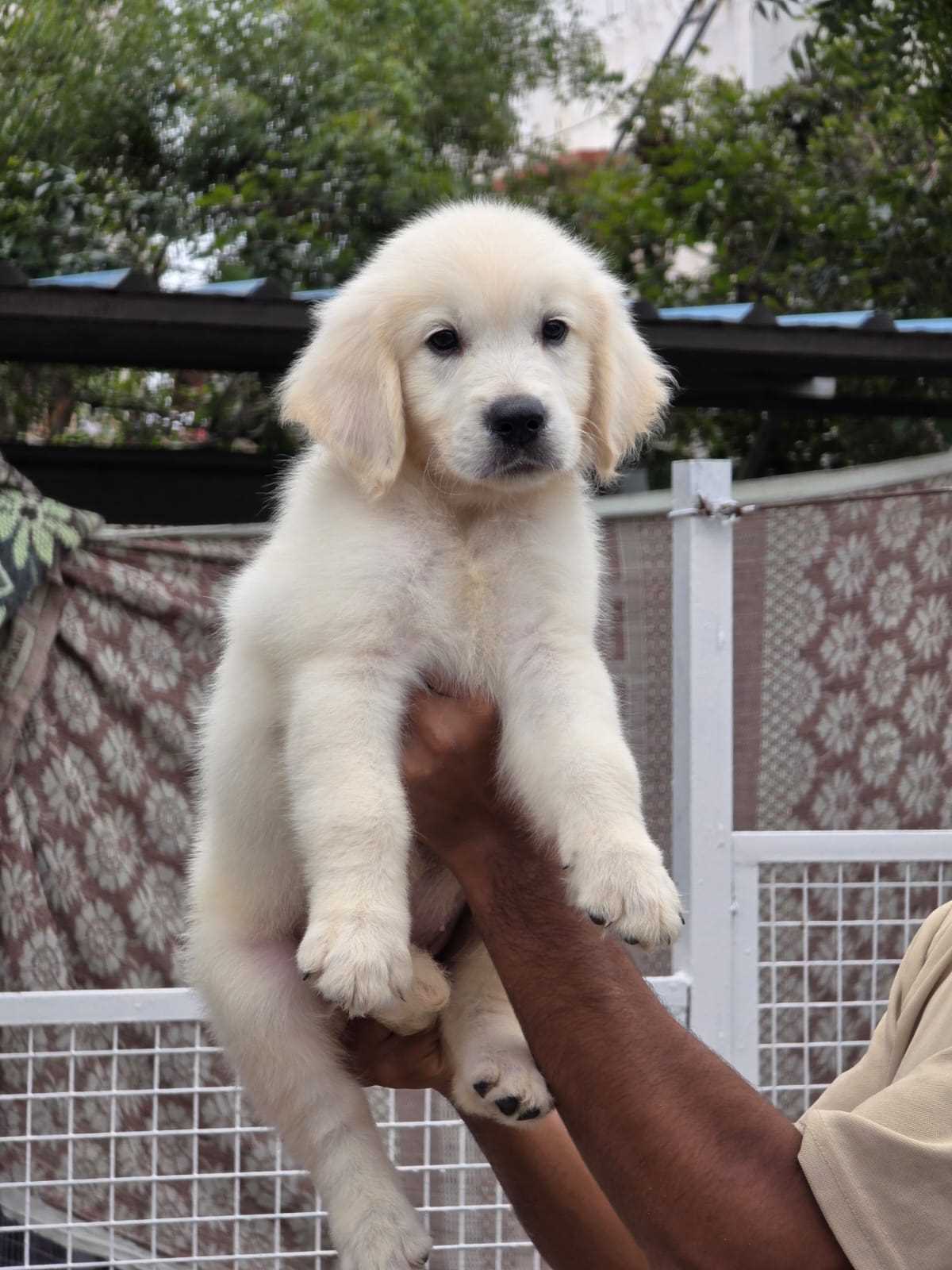 English Retriever For Sale In Jaipur