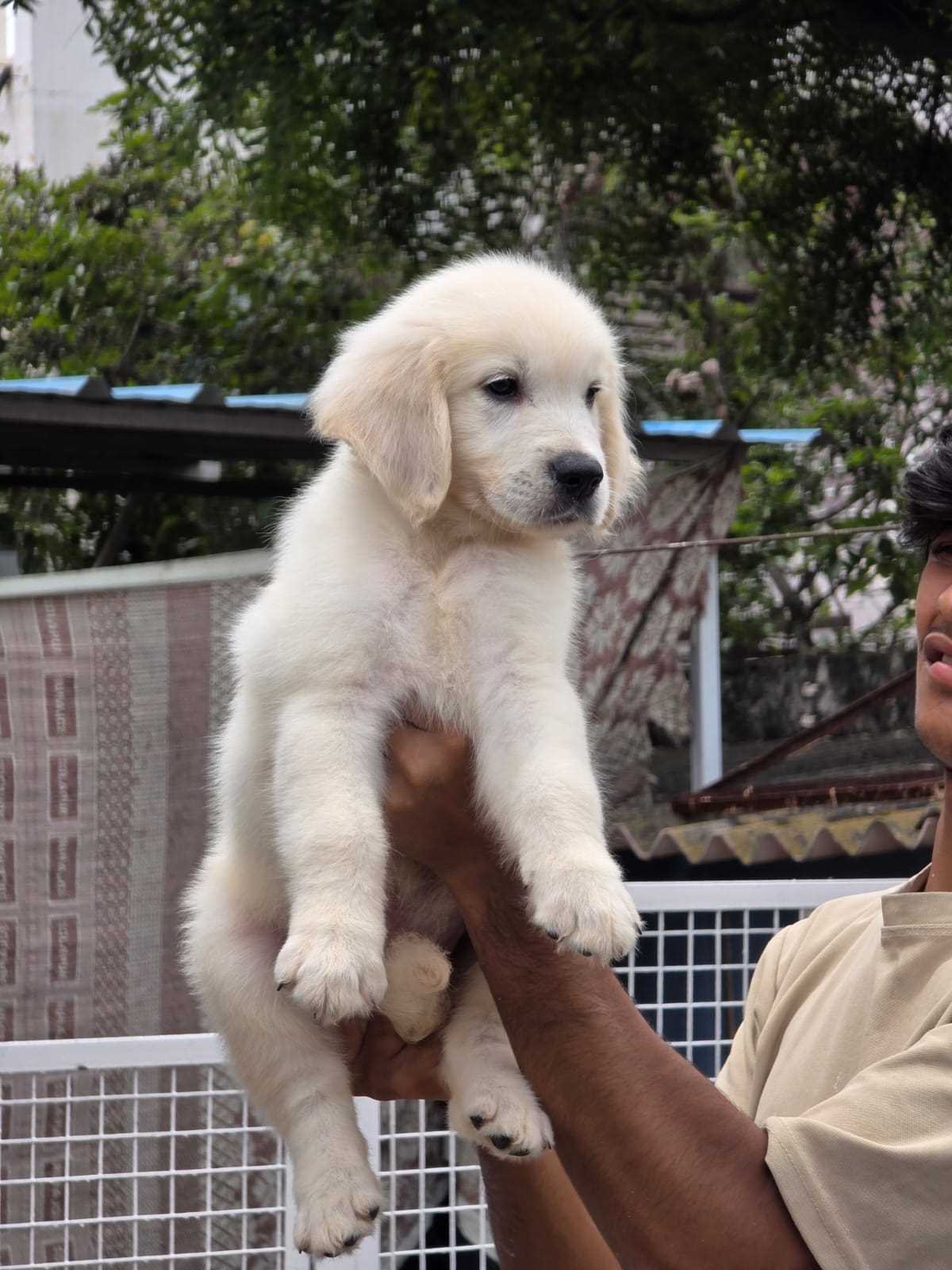 English Retriever For Sale In Jaipur