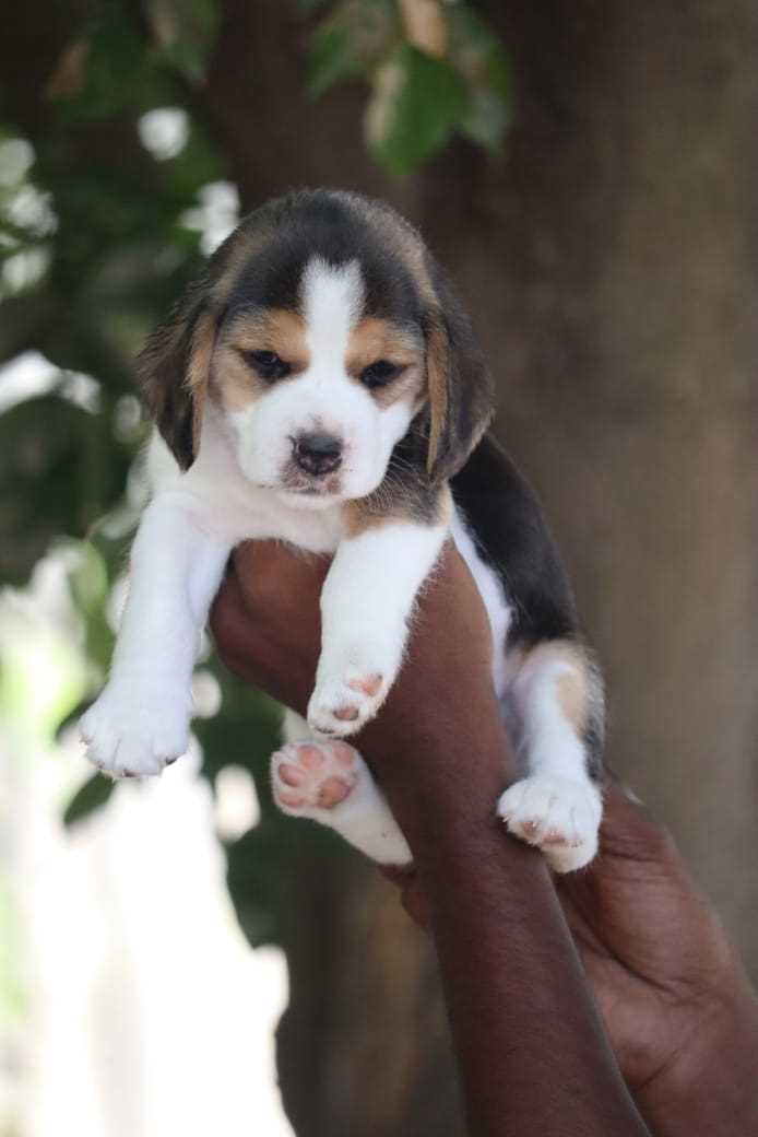 Beagle For Sale In Jaipur