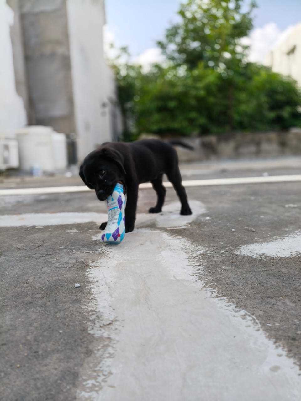 Labrador Retriever For Sale In Jaipur