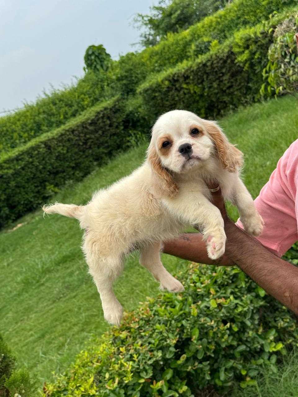 Cavalier King Charles Spaniel For Sale In Bangalore