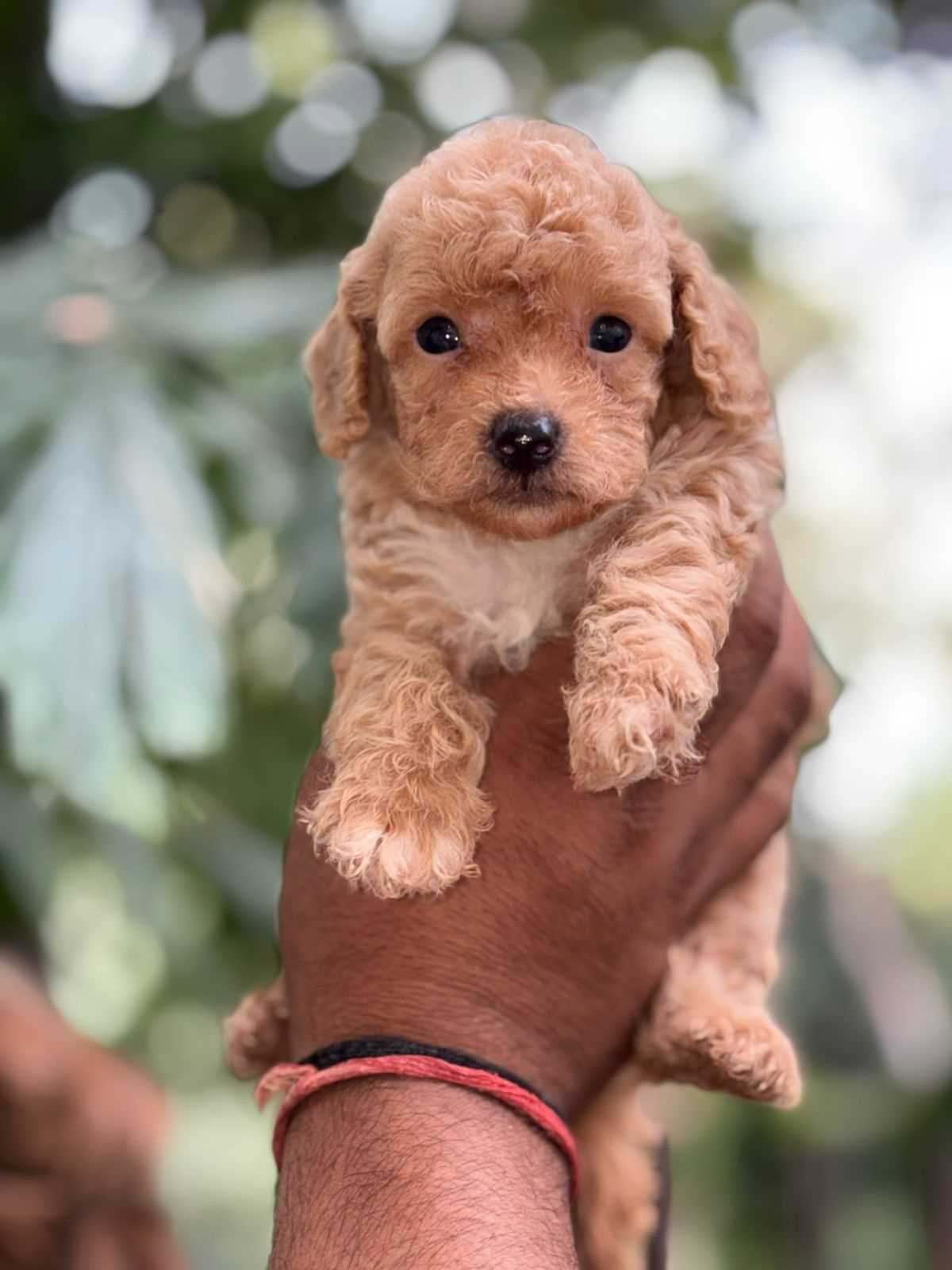 Poodle For Sale In Bilaspur CG