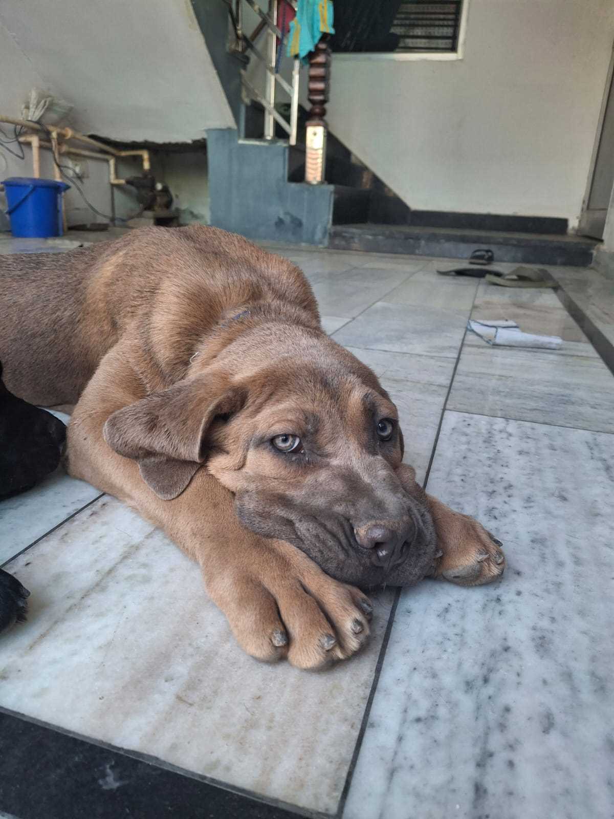 Cane Corso For Sale In Jagdalpur