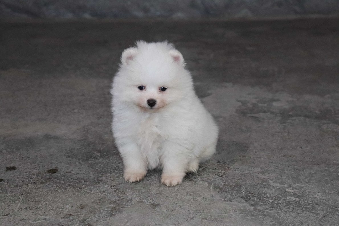 Toy Pom For Sale In Ahmedabad