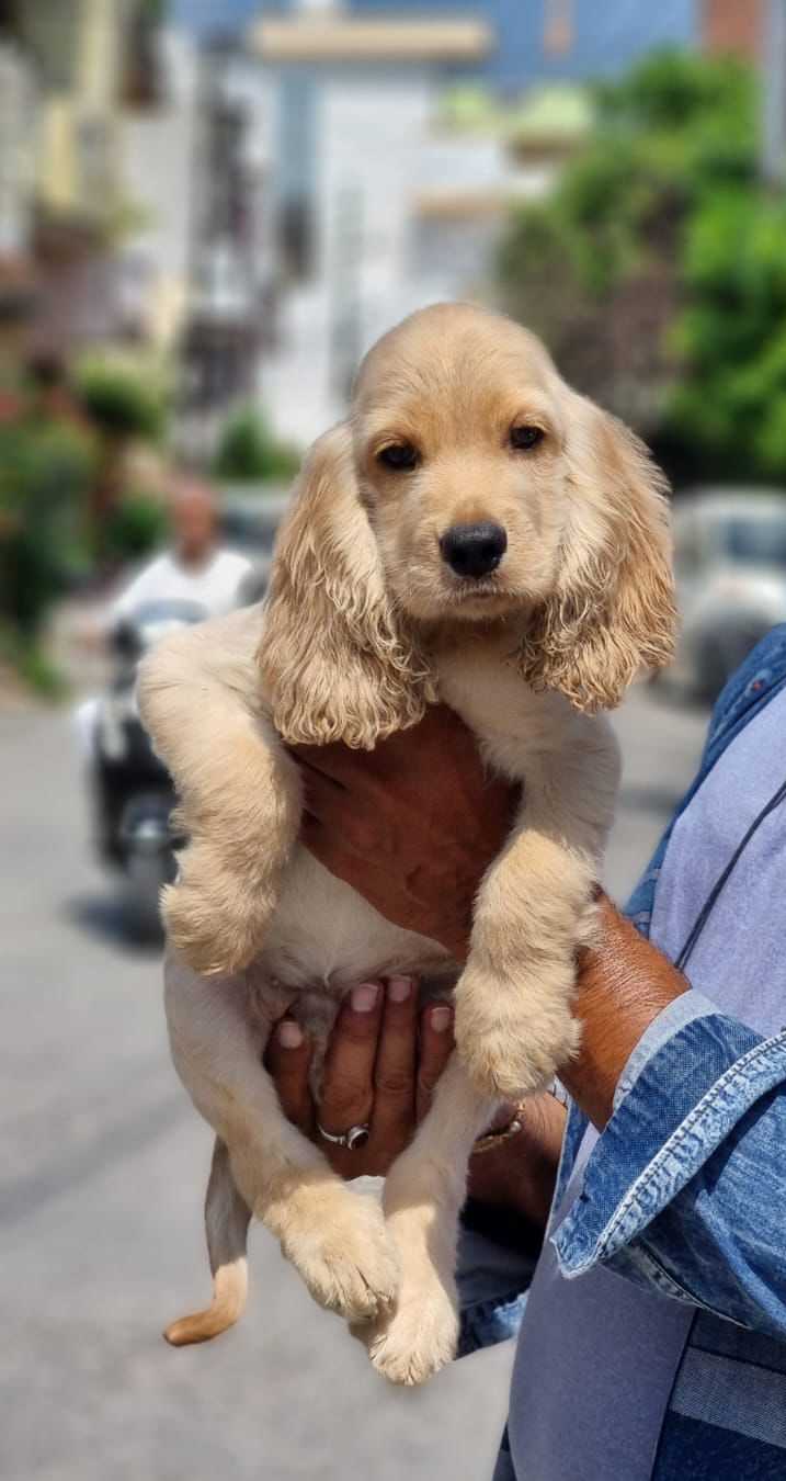 Cocker Spaniel For Sale In Guwahati