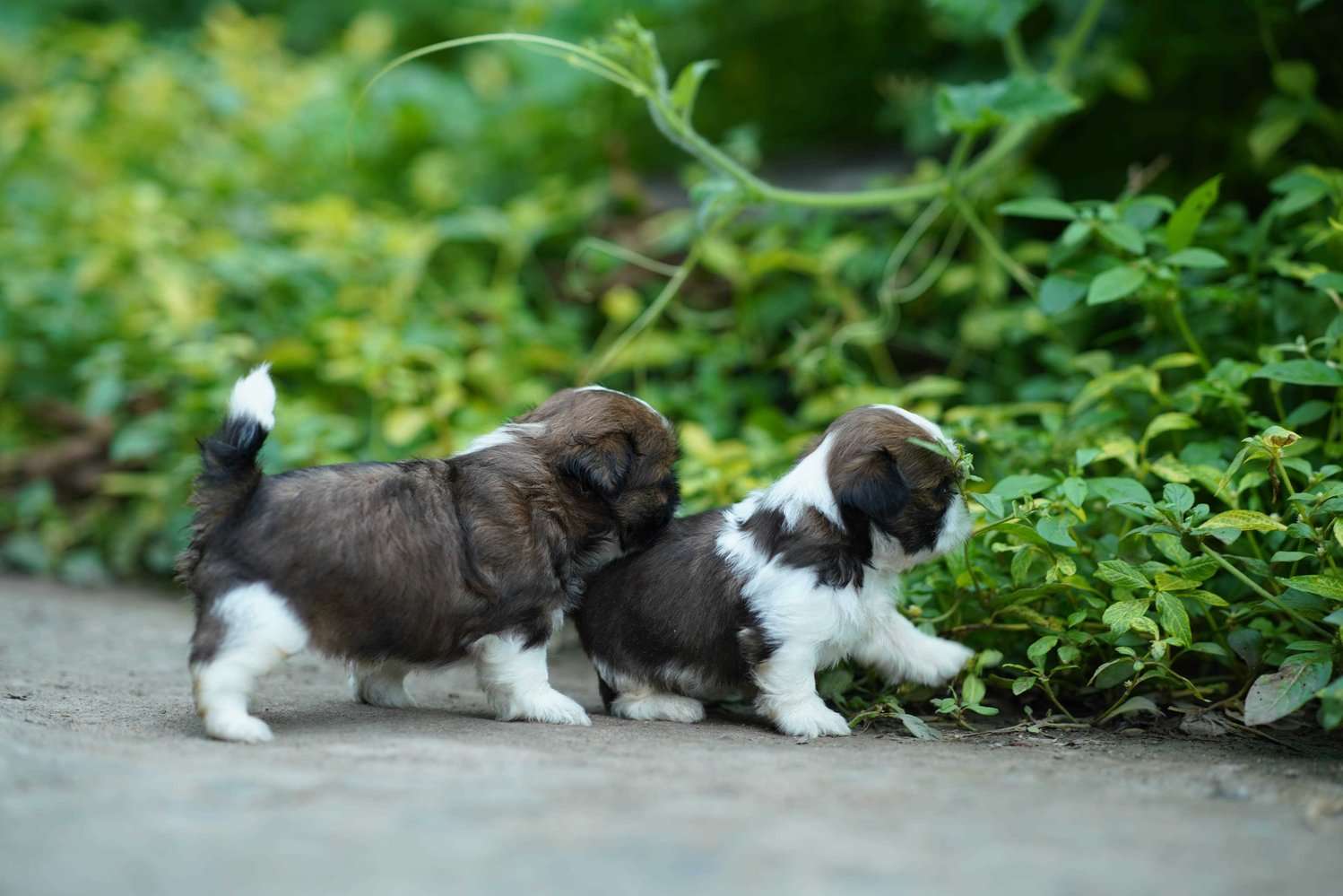 Shih Tzu For Sale In Udaipur