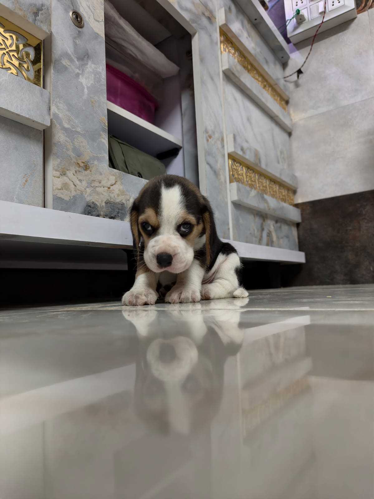 Beagle For Sale In Gudivada