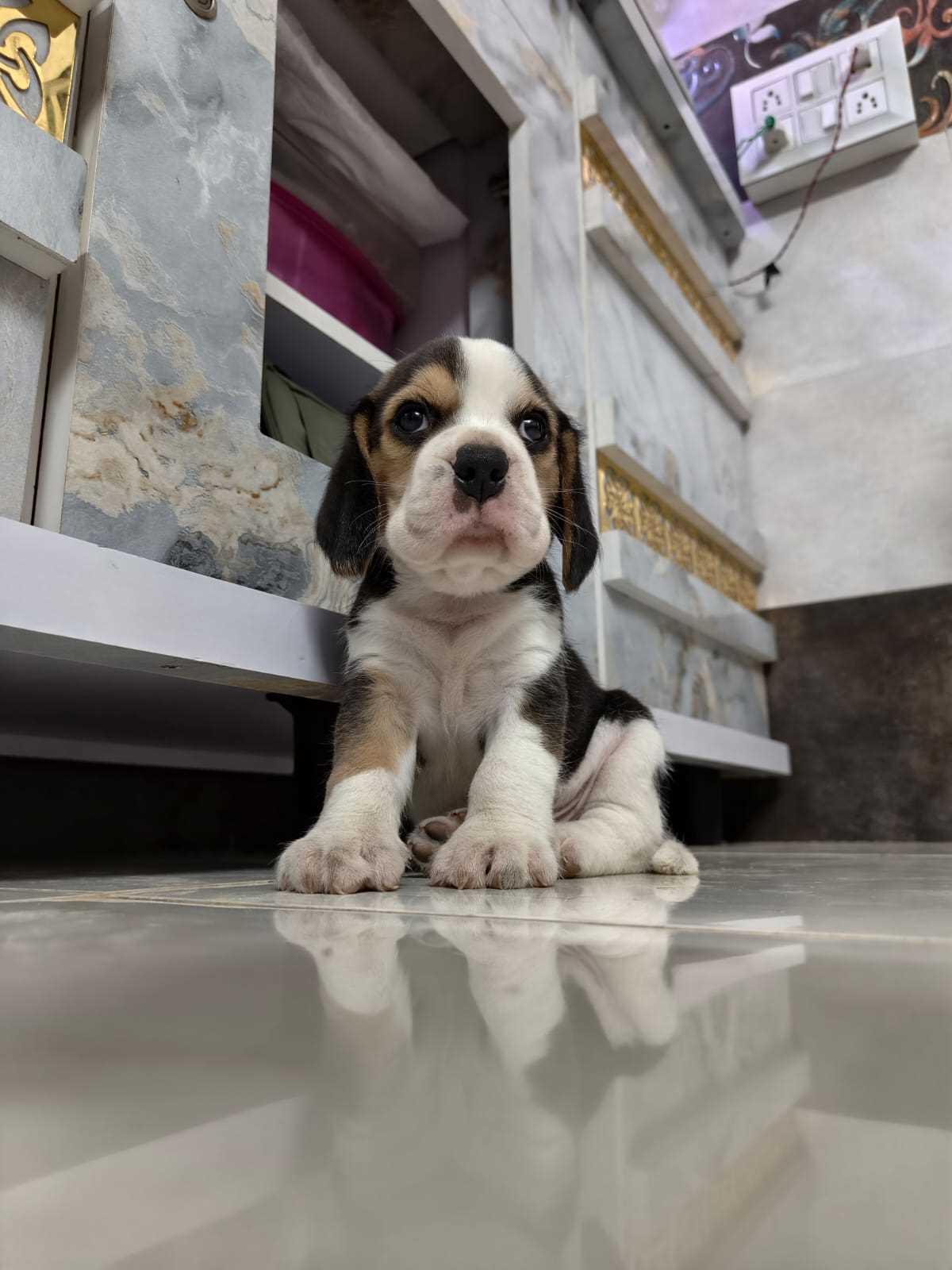 Beagle For Sale In Gudivada
