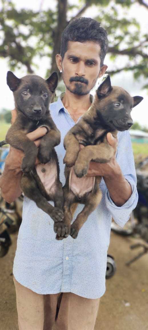 Belgian Malinois For Sale In Bilaspur