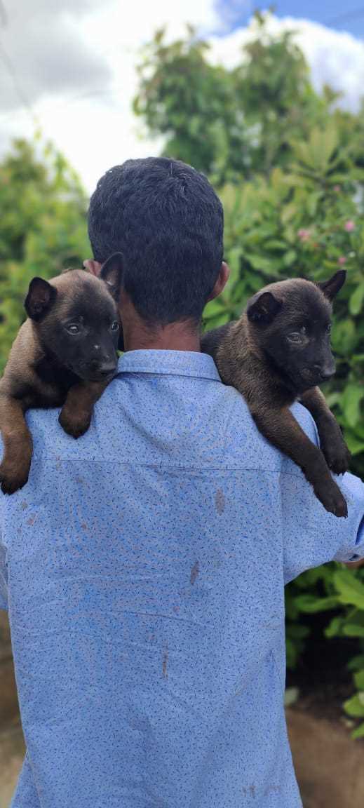 Belgian Malinois For Sale In Bilaspur
