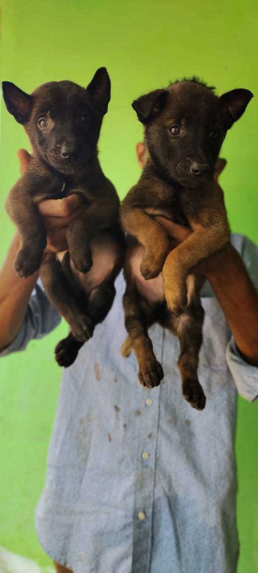 Belgian Malinois For Sale In Bilaspur CG