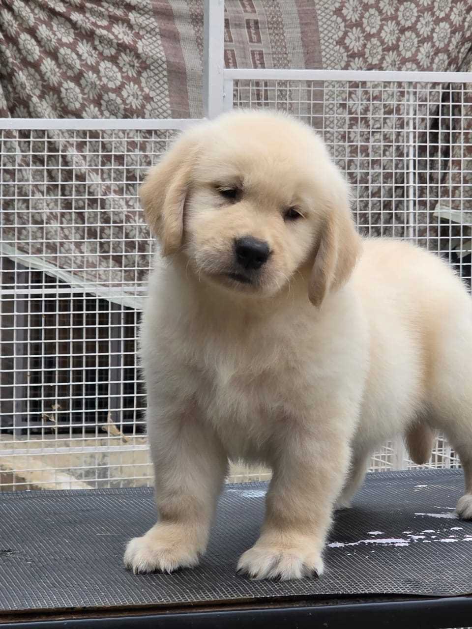 English Retriever For Sale In Dehradun