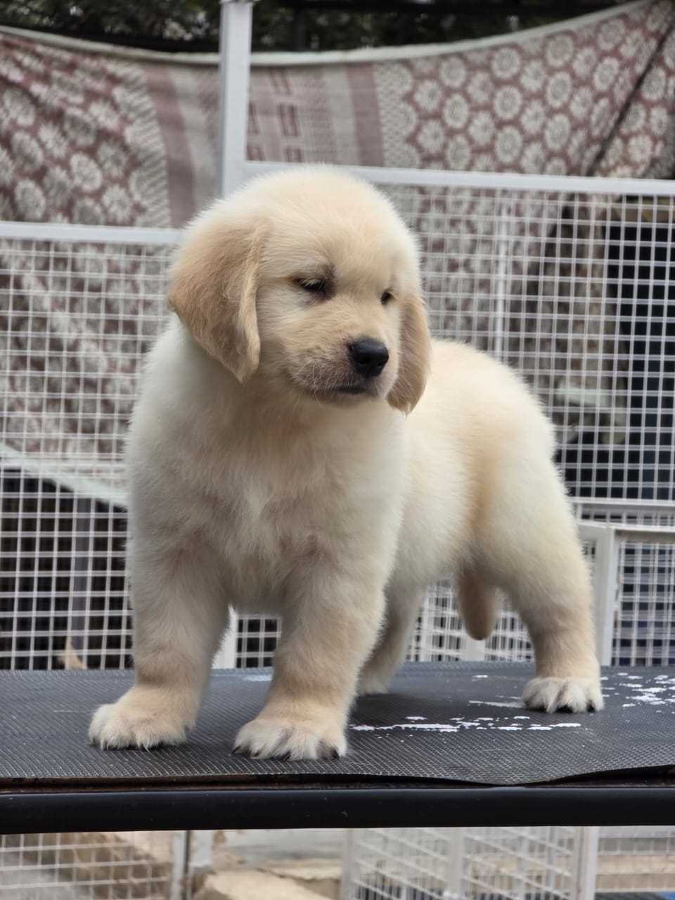English Retriever For Sale In Dehradun