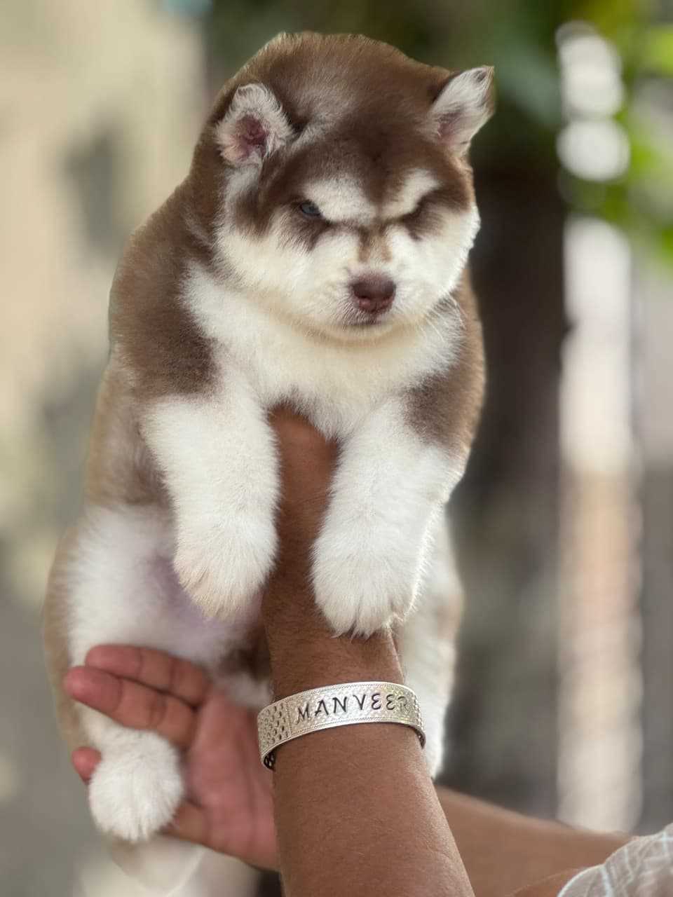 Siberian Husky For Sale In Dehradun