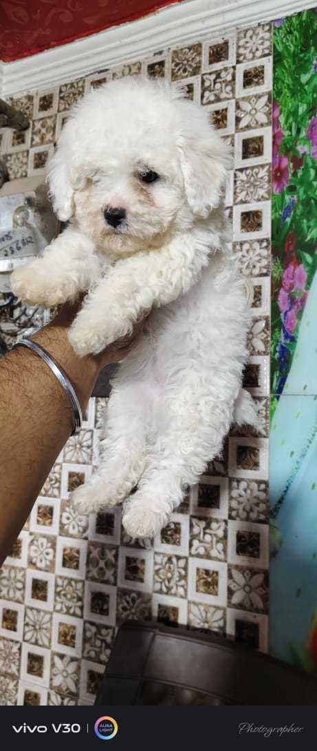 Bichon Frise For Sale In Shimla