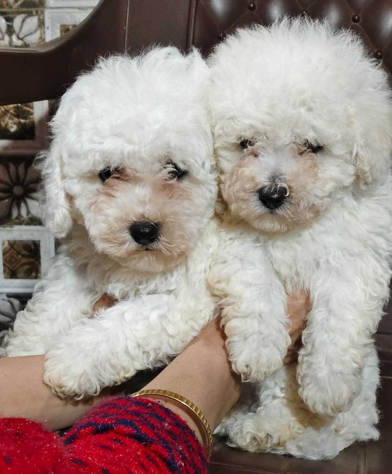 Bichon Frise For Sale In Shimla