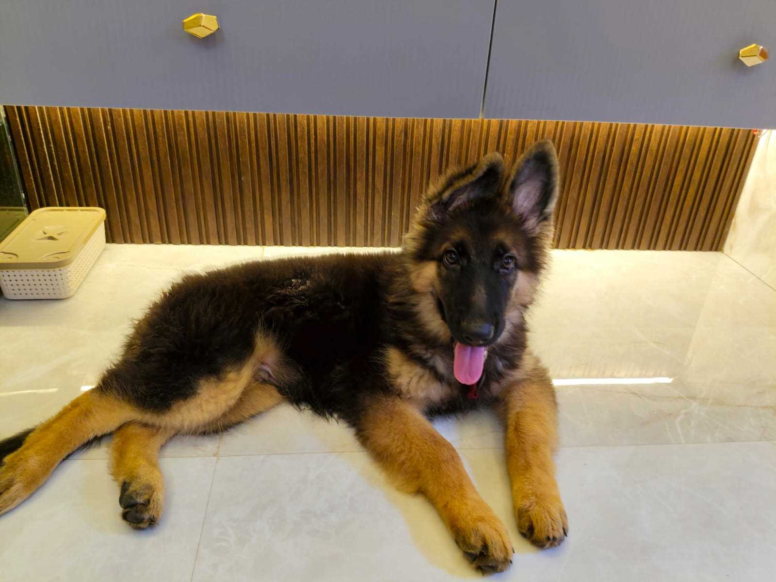 German Shepherd For Sale In Belgaum