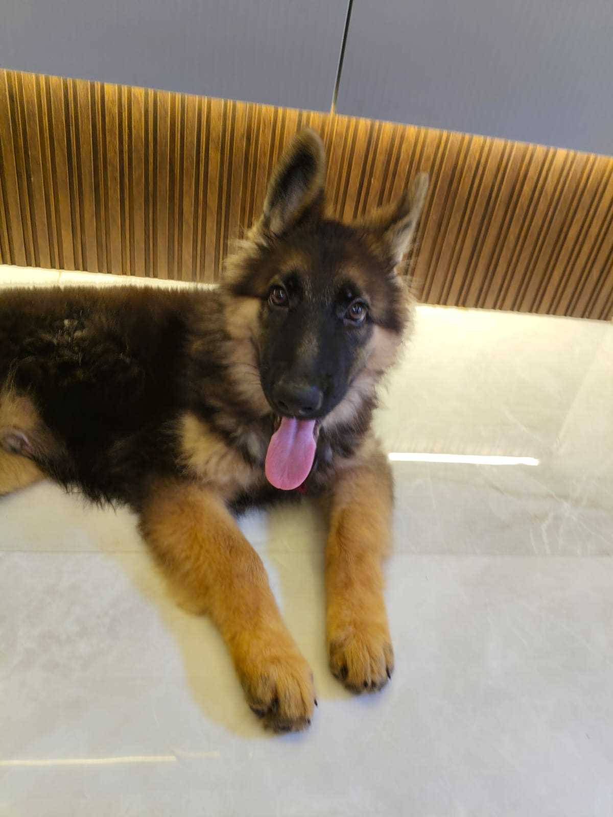 German Shepherd For Sale In Belgaum