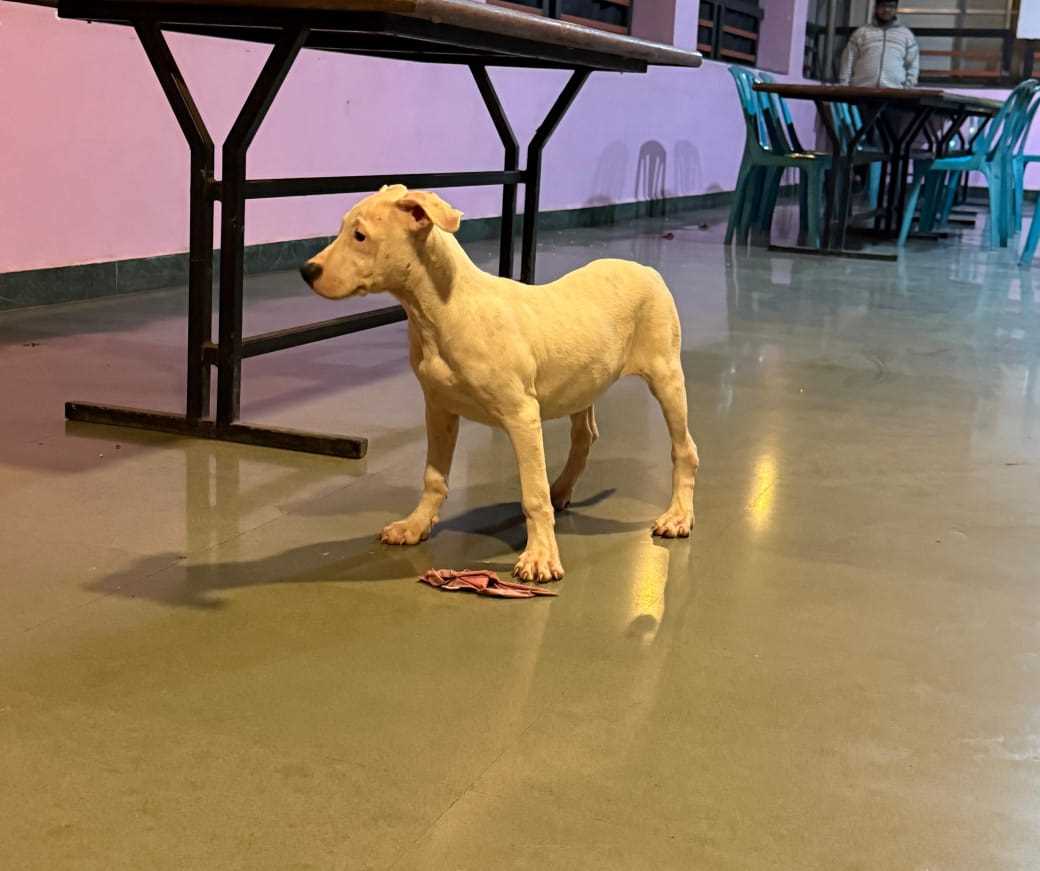 Dogo Argentino For Sale In Coimbatore