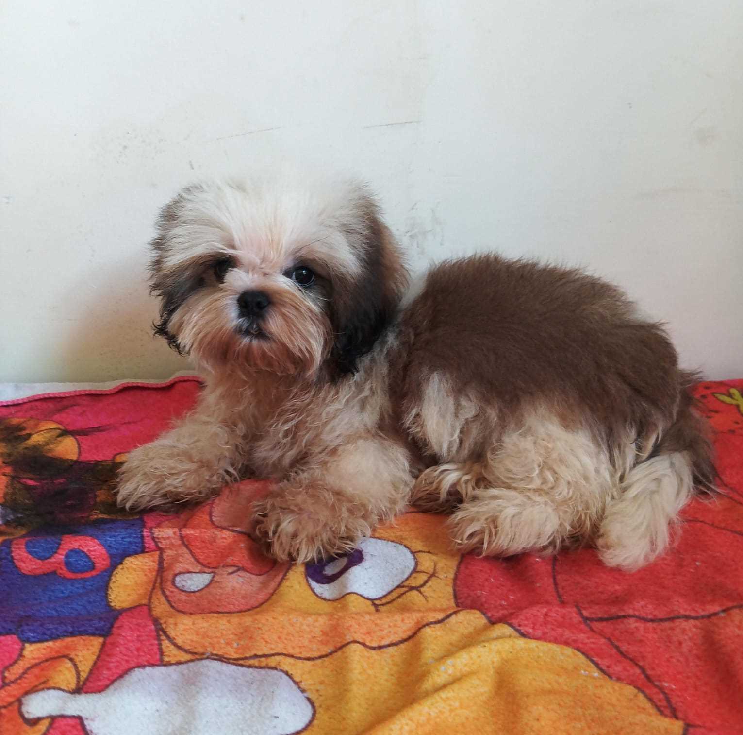 Shih Tzu For Sale In Jammu