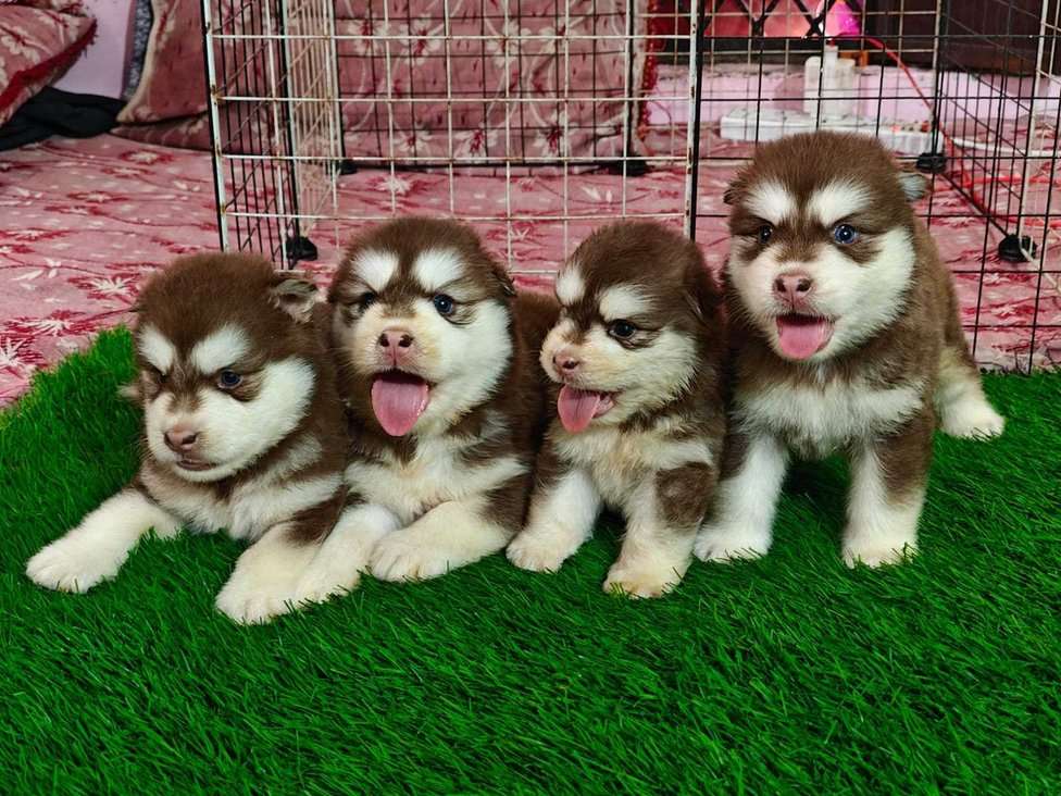 Alaskan Malamute For Sale In Delhi