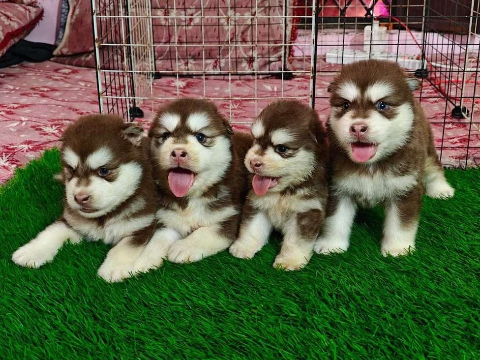 Alaskan Malamute For Sale In Delhi