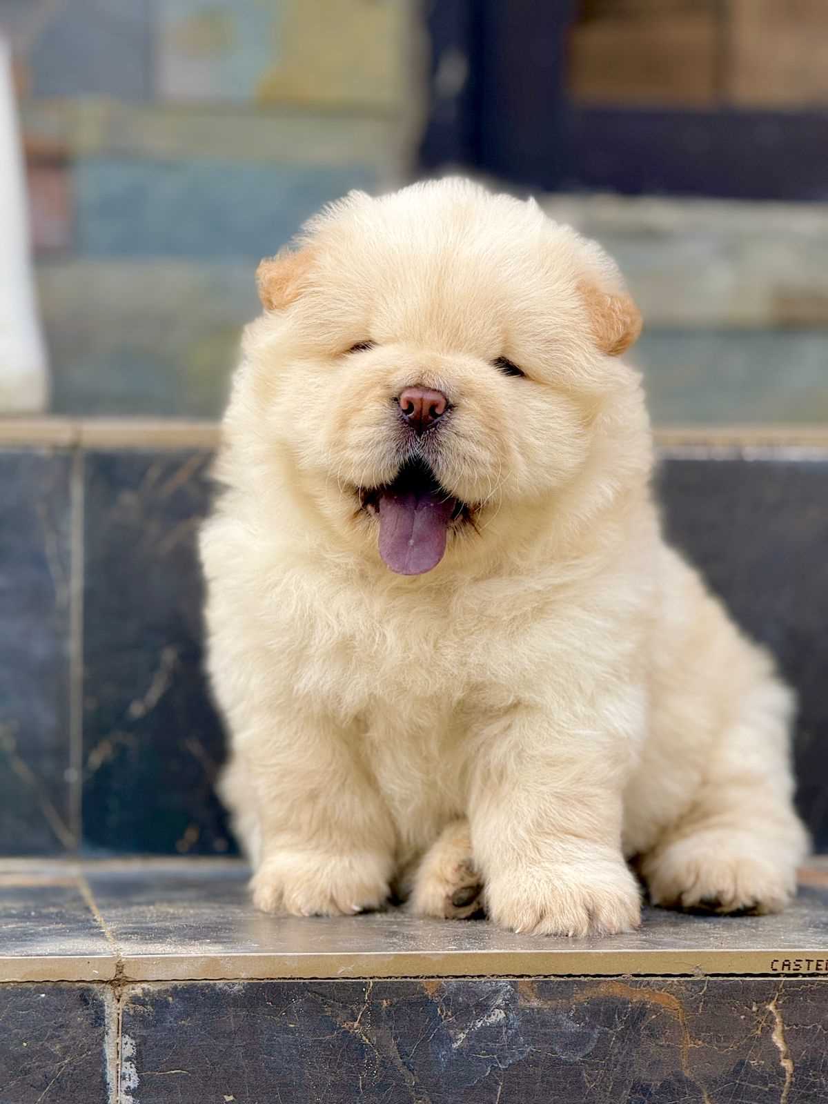 Chow Chow For Sale In Jammu