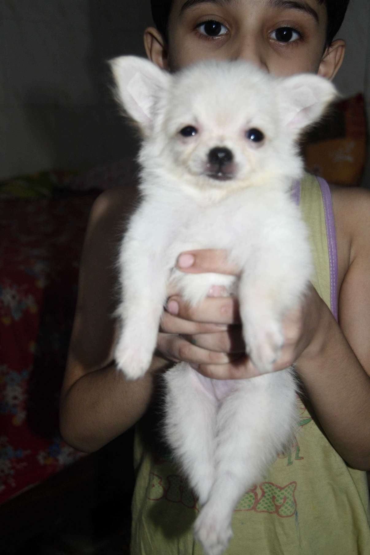 Chihuahua For Sale In Delhi