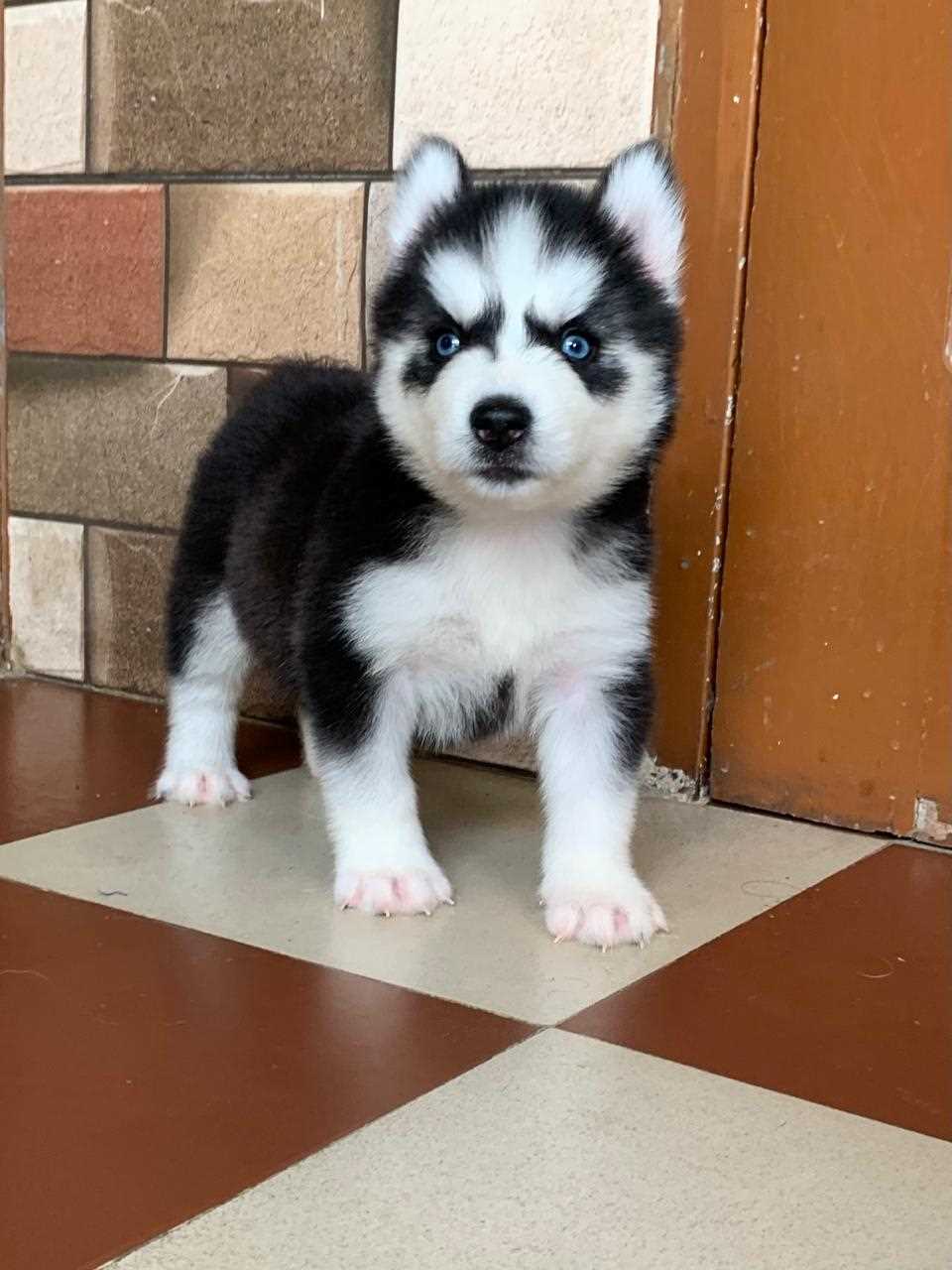 Siberian Husky For Sale In Mumbai