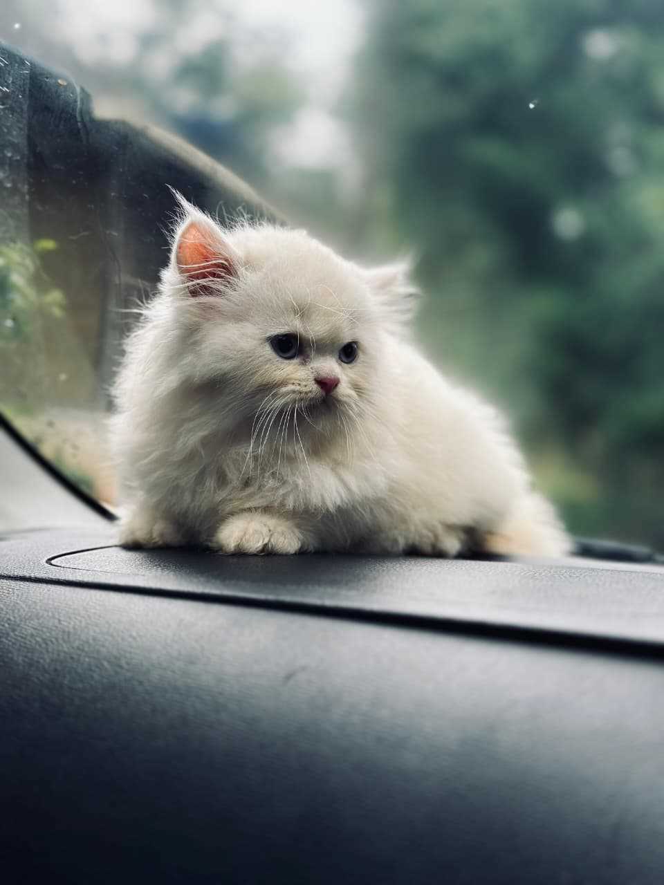 Persian For Sale In Vizag