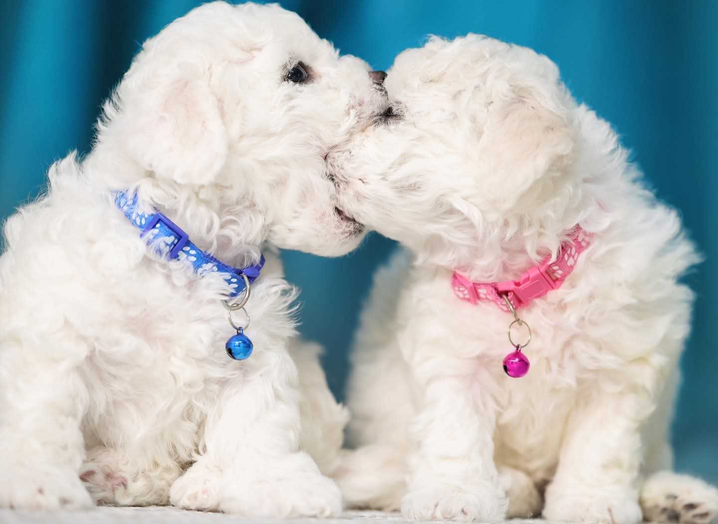 Bichon Frise For Sale In Mumbai