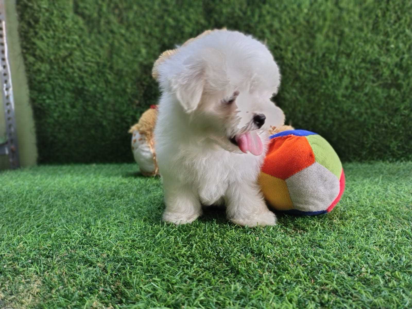 Maltese For Sale In Bangalore