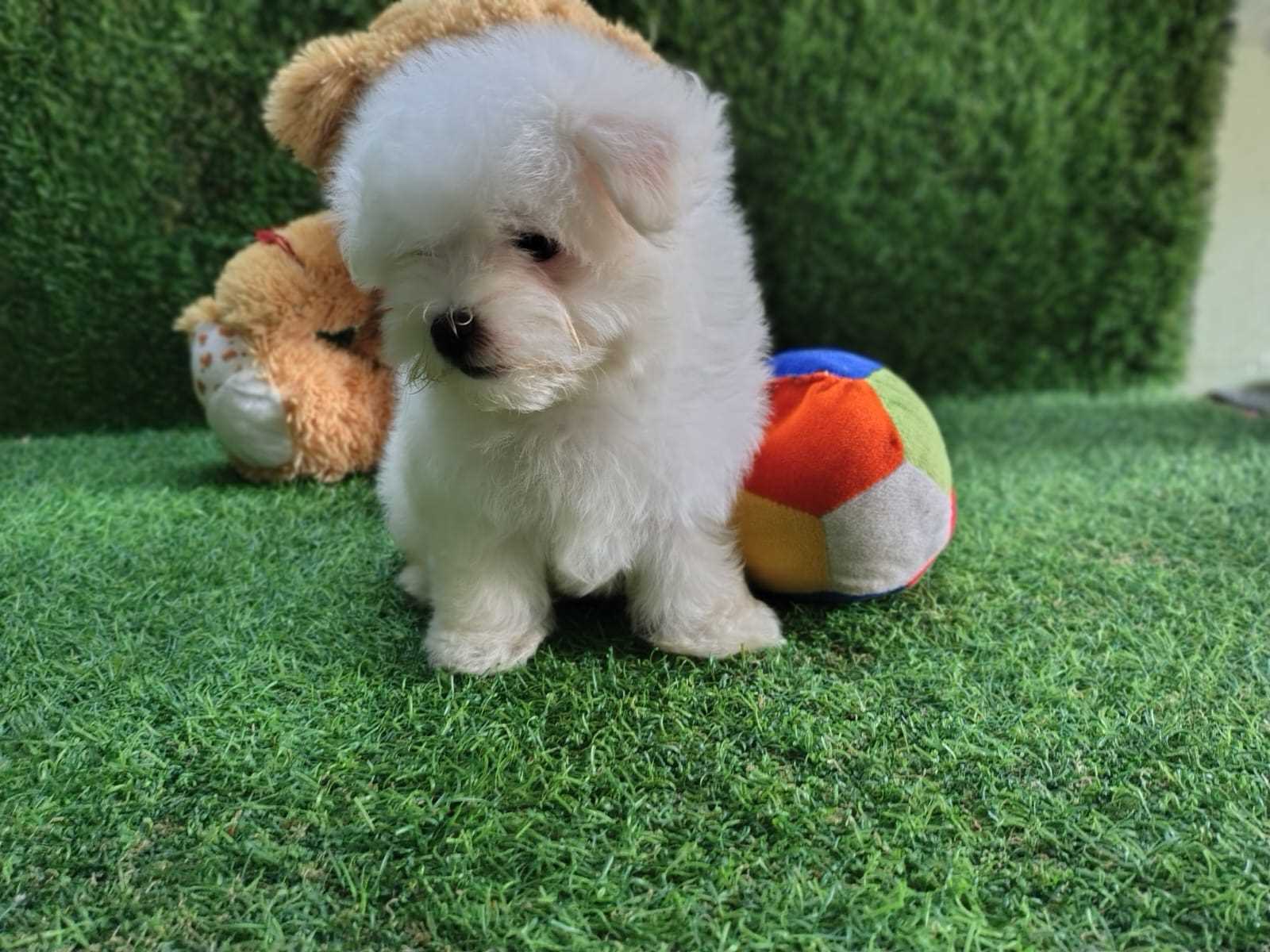 Maltese For Sale In Bangalore