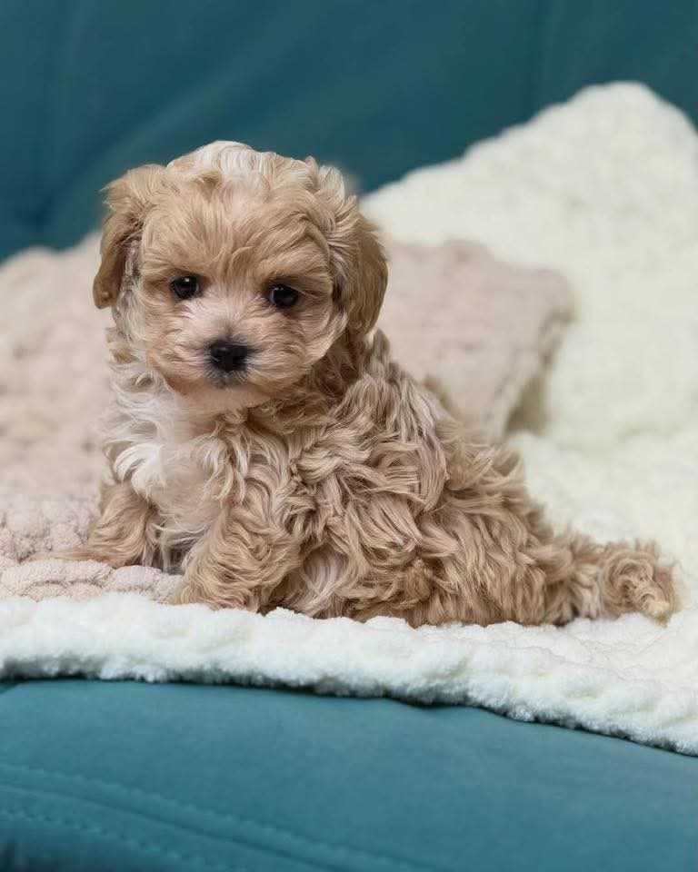 Maltipoo For Sale In Chennai