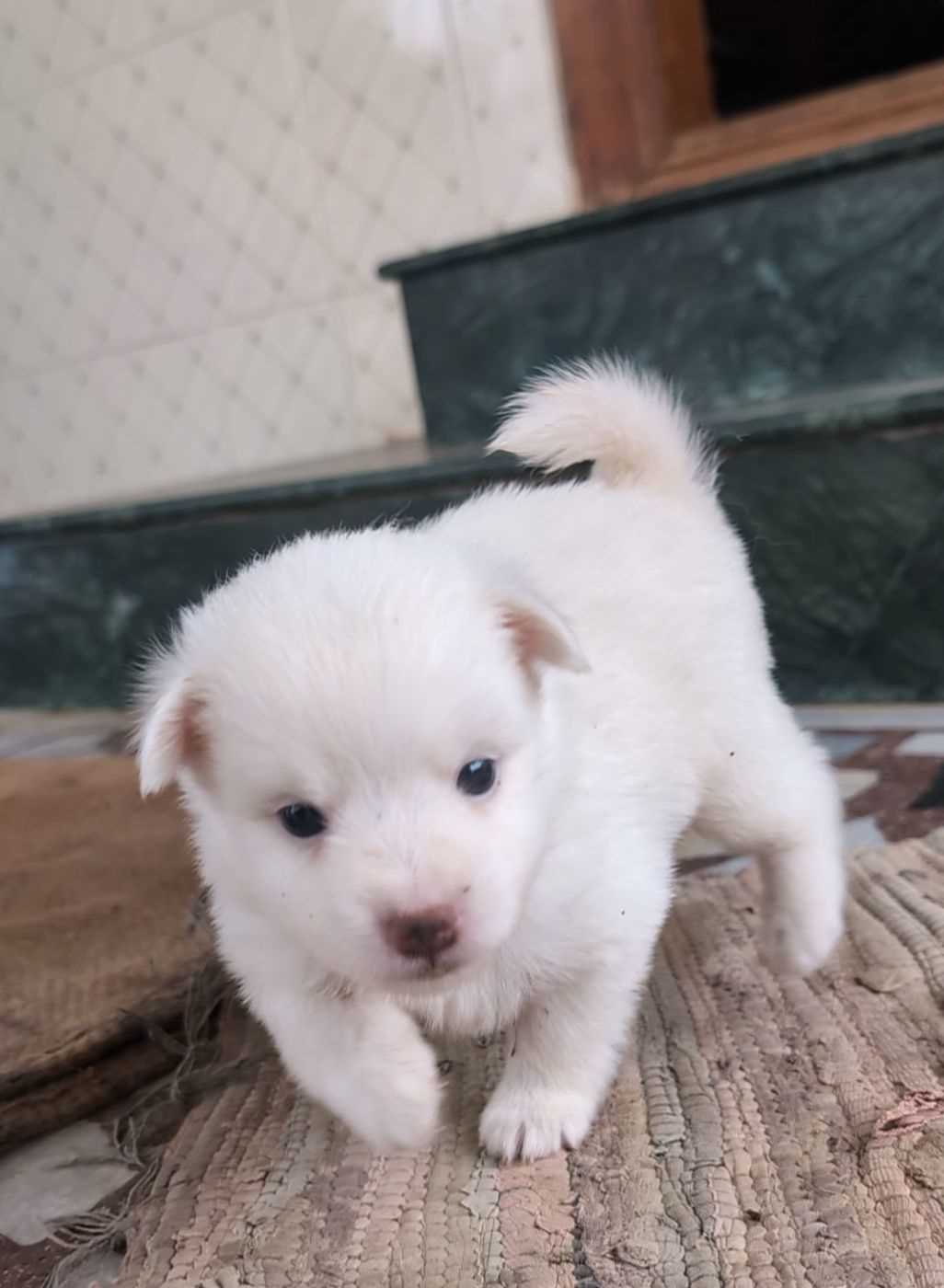 Indian Spitz For Sale In Salem