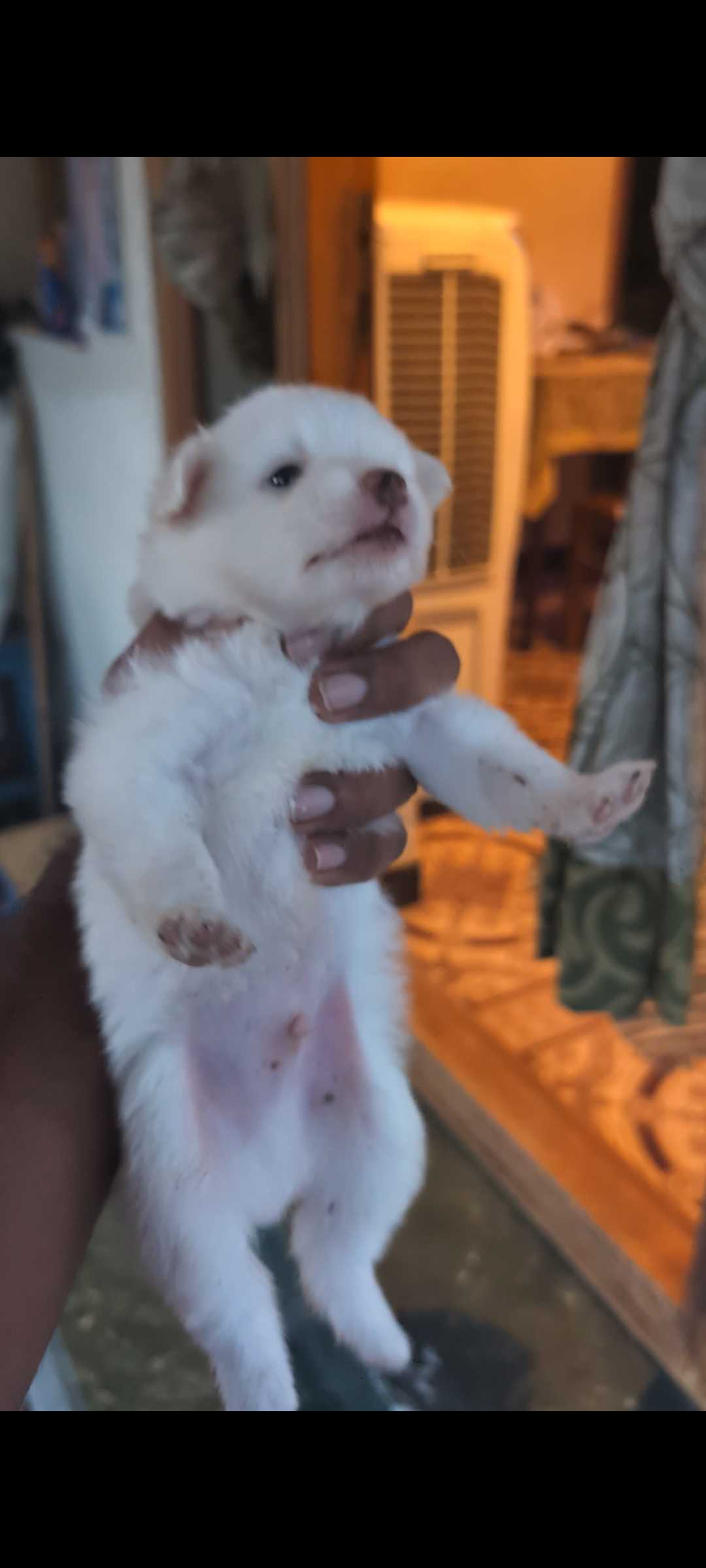 Indian Spitz For Sale In Salem