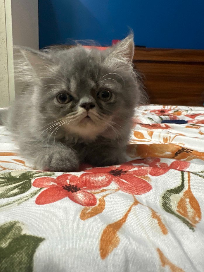 Persian For Sale In Alwar