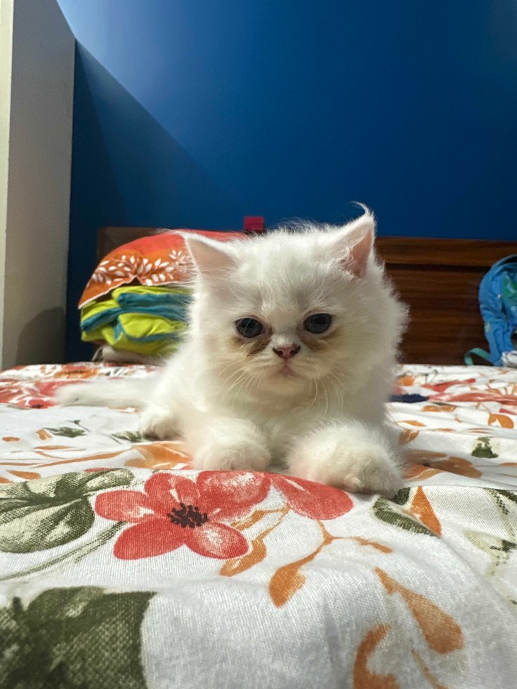 Persian For Sale In Alwar