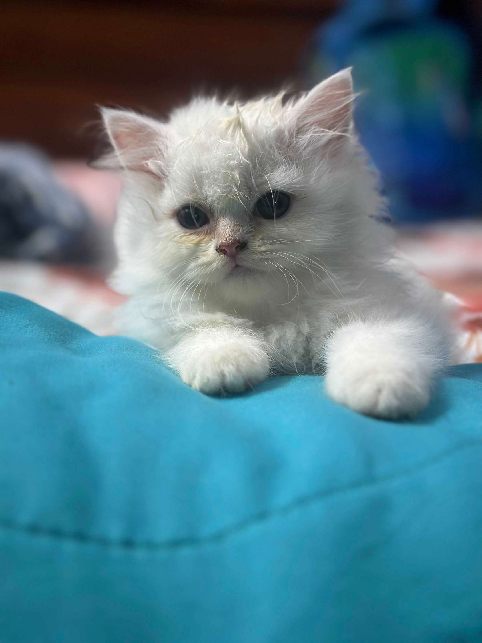 Persian For Sale In Alwar